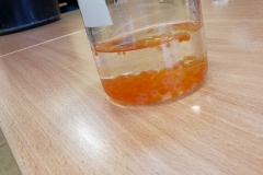 VI Oleśnicka Nocy z Biologią