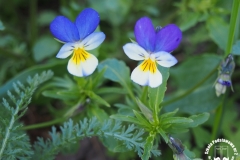 Konkurs fotograficzny "MATEMATYKA WOKÓŁ NAS"