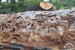 15.05.2018_biwak_krosnicki-15-16.05.2018_szkolne_schroniskom_mlodziezowe_04