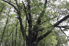 15.05.2018_biwak_krosnicki-15-16.05.2018_szkolne_schroniskom_mlodziezowe_06