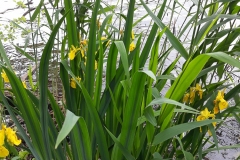 15.05.2018_biwak_krosnicki-15-16.05.2018_szkolne_schroniskom_mlodziezowe_11