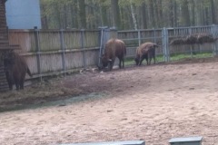 17.05.2019_kalisz_goluchow_wycieczka_05