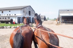 17.05.2019_warsztaty_w_piotrkosicach_119
