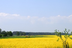 17.05.2019_warsztaty_w_piotrkosicach_121