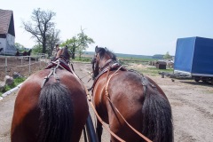 17.05.2019_warsztaty_w_piotrkosicach_124