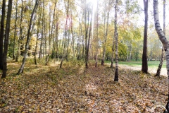 22.10.2019_jakie_to_drzewo_02