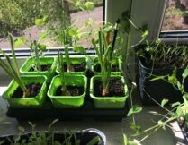 Więcej o: Mini ogródki na parapetach